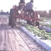thumbnail for publication: Soil and Fertilizer Management for Vegetable Production in Florida